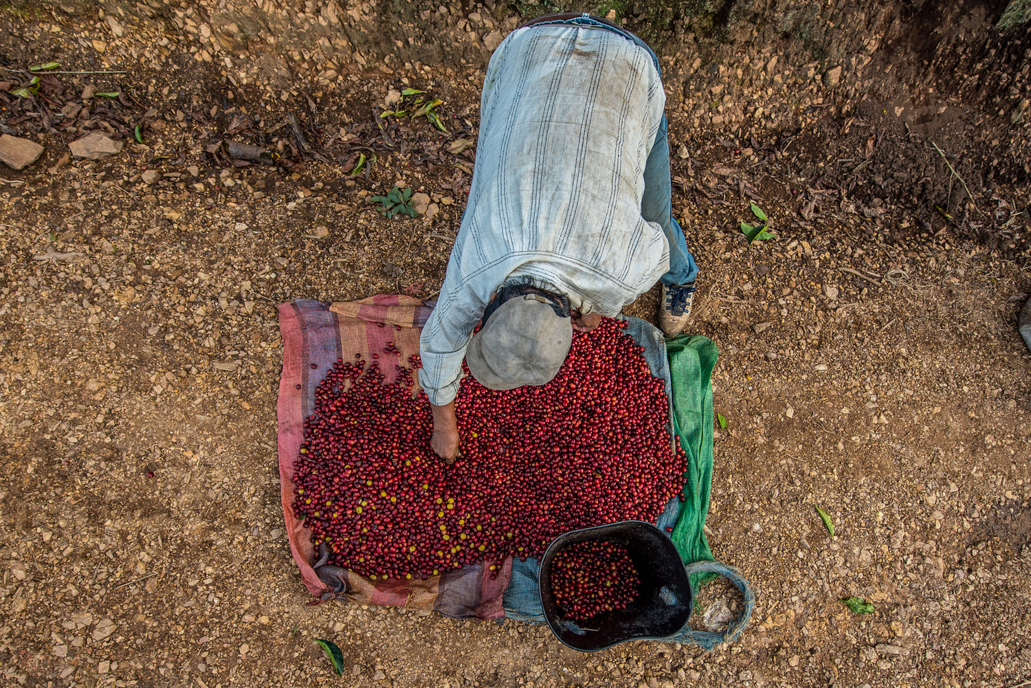 Ripe coffee cherries. Micro-lot coffee from Bolivia, Rodriguez family