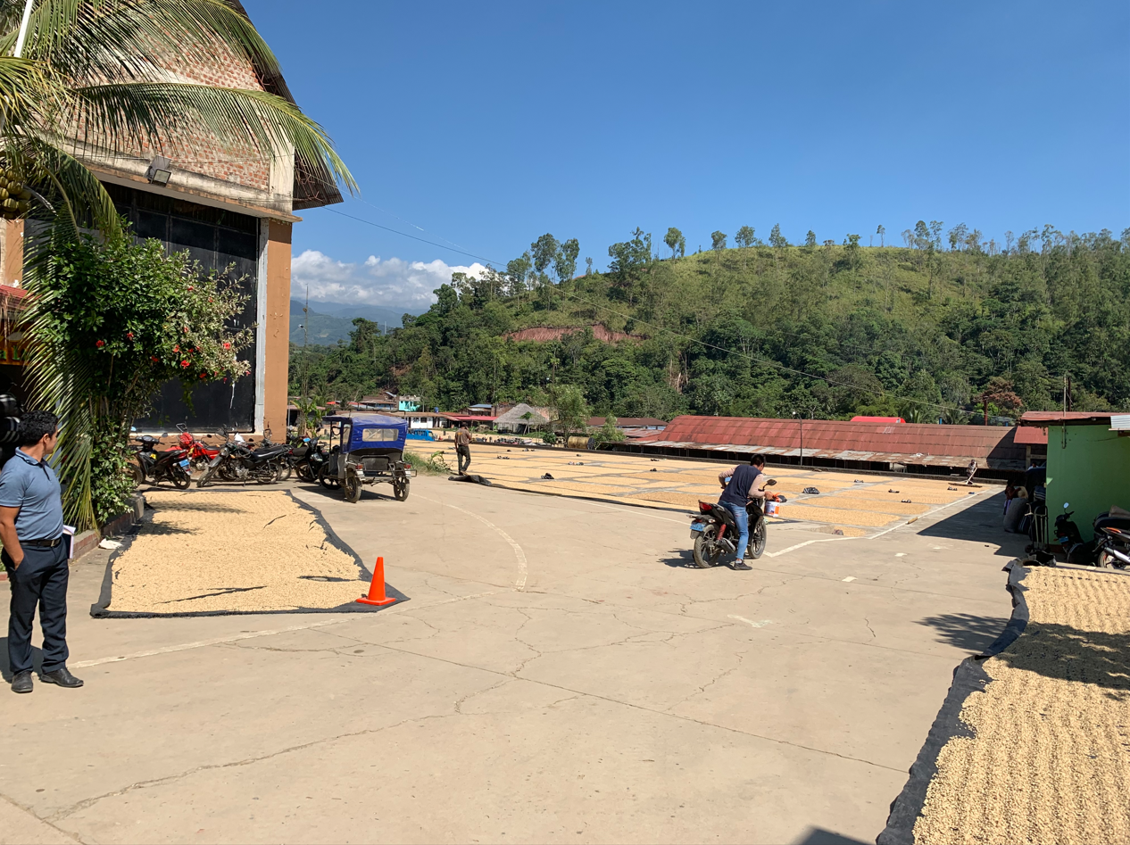 Dry mill at Pangoa cooperative. Single Origin coffee from Peru